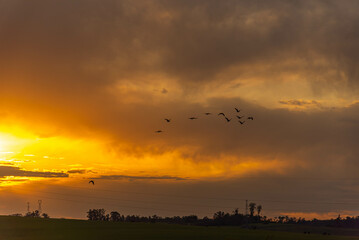 Flock of birds at dusk over electric power tower