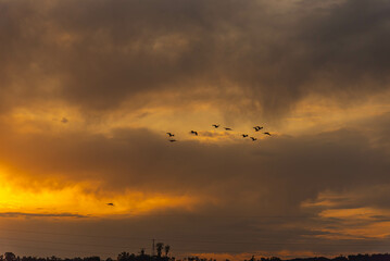 Flock of birds at dusk over electric power tower