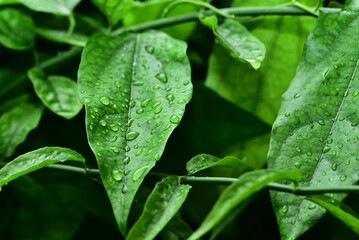 yanang or tiliacora triandra herb in my garden are very cool fresh after rain.