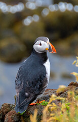 Iceland Puffins