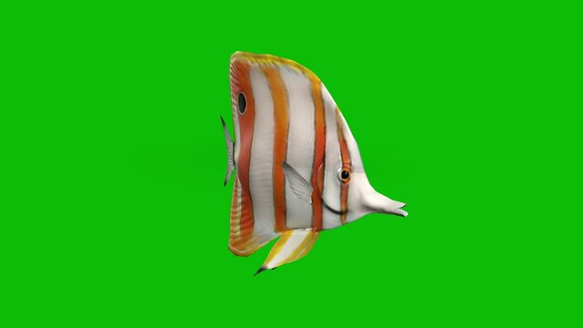 Animated Fish 