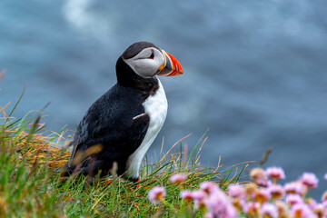 Iceland Puffins