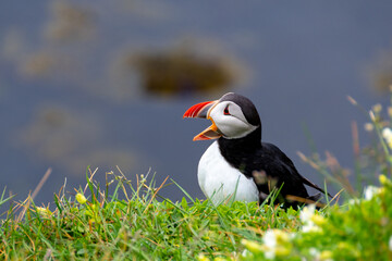 Iceland Puffins