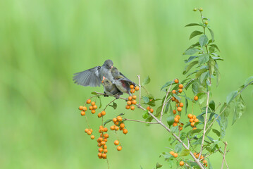 Female scarlet-headed flowerpecker bring food to their chicks