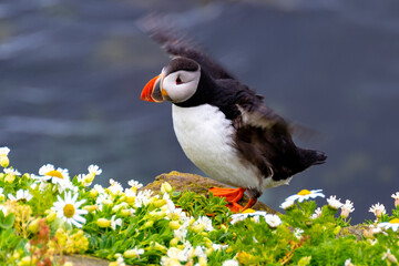 Iceland Puffins