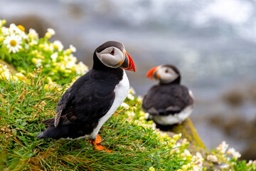 Iceland Puffins
