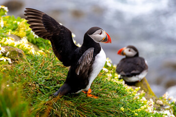 Iceland Puffins