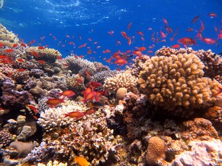 red sea fish and coral reef of the blue hole dive spot in egypt