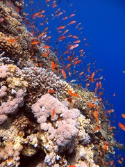 Naklejka na ściany i meble red sea fish and coral reef of the blue hole dive spot in egypt