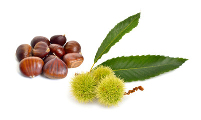 Castanea sativa, or sweet chestnut fruit. Isolated on white background.