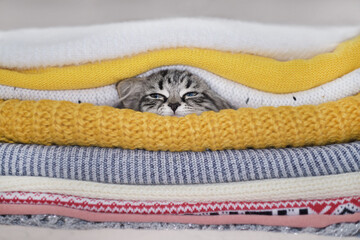 warming up in winter, gray kitten sleeps in a pile of knitted sweaters. winter season concept....