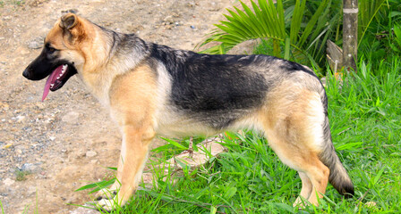 German shepherd dog in the guard of the house. Image achieved in August 2022, in the Altavista neighborhood, Medellín in the year 2022