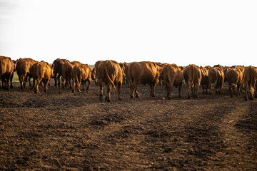 Herd of cows going on pasture to graze.