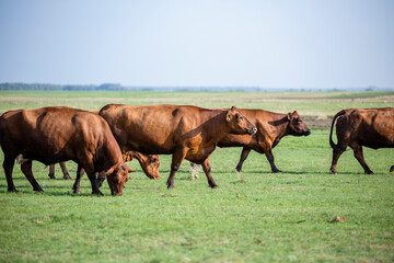 Shot of cow herd walking outdoors in nature eating organic food.