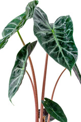 Alocasia Pink Dragon plant on white background. Indoor plant. Texture of flower leaves. Tropical plants
