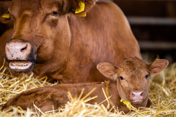 Cow and newborn calf lying in straw at cattle farm. Domestic animals husbandry and reproduction. © littlewolf1989
