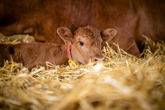 Newborn calf lying next to it's mother com at the farm.