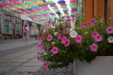 Fototapeta na wymiar CITY LANDSCAPE - A blooming flowers on the walking passage under colorful umbrellas 