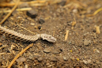 Snake skeleton detail, Skull, spine.
Dead blind snake in woods.
Exotic reptiles.
It's called an Anatolian, Turkish Worm Lizard, worm snake (Blanus strauchi) Non venomous.
Dead animal.
Wild nature