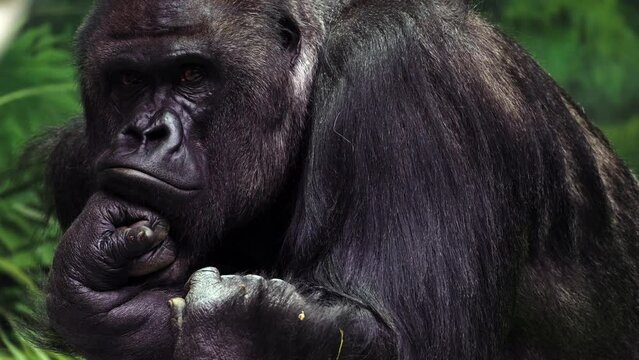 Closeup portrait of gorilla male, severe silverback, watching his somewhere family. Menacing expression of great ape, most dangerous and huge monkey. High quality 8k footage filmed on Nikon Z9 camera