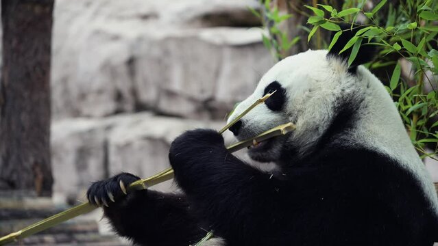 Cute happy funny giant panda eating bamboo. Funny panda bear sitting in an have breakfast. Amazing wild animal morning sun rays. 8k video Shot on high quality Nikon z9 camera