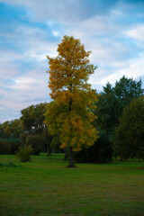Naklejka premium Trees in the city park, in autumn, illuminated by sun