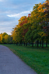 Fototapeta premium Trees in the city park, in autumn, illuminated by sun