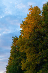 Fototapeta premium Trees in the city park, in autumn, illuminated by sun