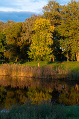Fototapeta na wymiar Trees in the city park, in autumn, illuminated by sun