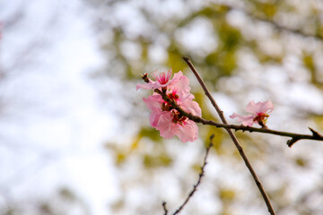 Blossoming white and pink almond flowers on the twig