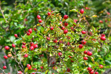 Bacche di rosa canina