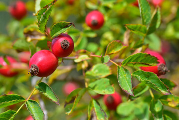 Bacche di rosa canina