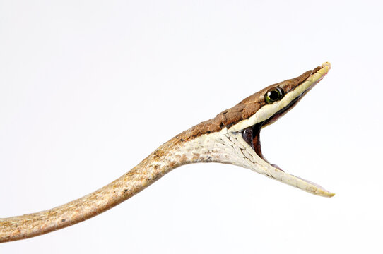 Brown vine snake // Erzspitznatter (Oxybelis aeneus)
