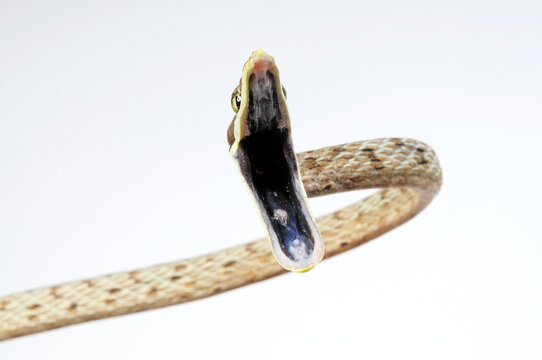 Brown vine snake // Erzspitznatter (Oxybelis aeneus)