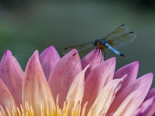 dragonfly on water lily