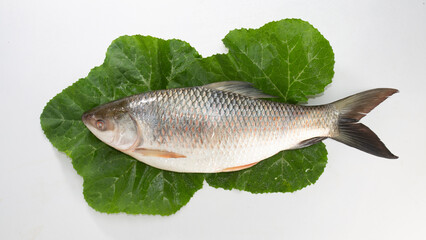 The rohu, rui, or roho labeo is a species of fish of the carp family, found in rivers in South Asia. Fish market display. raw, uncooked, whole and side view with leaves.