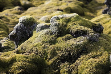 Skafta lava fields, Iceland