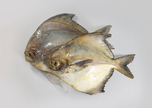 Silver pomfret after long time kept in freezer. not so fresh.