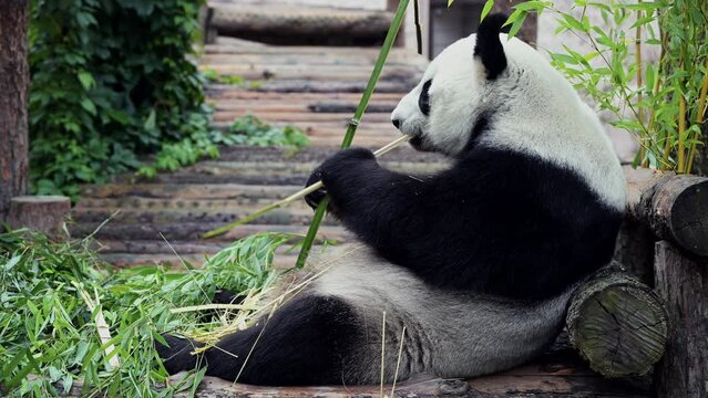 Cute happy funny giant panda eating bamboo. Funny panda bear sitting in an have breakfast. Amazing wild animal morning sun rays. 8k video Shot on high quality Nikon z9 camera