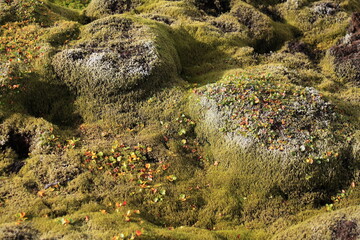 Skafta lava fields, Iceland