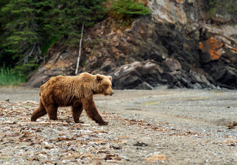 Alaskan Brown Bear Patrolling The Beach