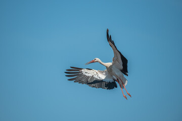 White stork (ciconia ciconia) in flight against background of blue sky.