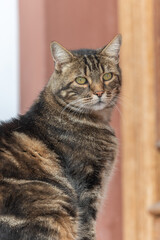 Domestic cat (Felis silvestris catus) sunbathing in morning in front of the house door.