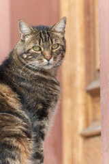 Domestic cat (Felis silvestris catus) sunbathing in morning in front of the house door.