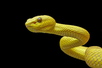 Yellow viper snake isolated on black background, animal closeup