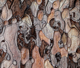 Wooden texture of pine-tree