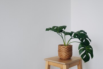 Minimal Monstera plant on wooden chair isolated on white wall background.