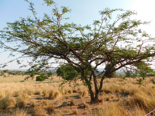 Closeup photo of a beautiful large green Thorn tree surrounded by a dull, winter's golden grassland under a blue sky