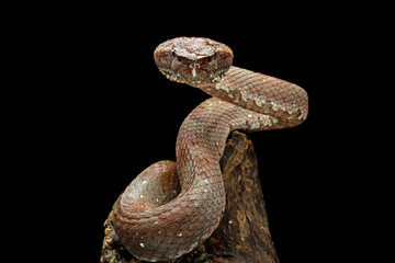 Brown wood snake isolated on black background, deadly high venomous snake, trimeresurus puniceus, animal close up