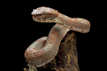 Brown wood snake isolated on black background, deadly high venomous snake, trimeresurus puniceus, animal close up